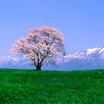 绿茵奇迹折扣平台下载